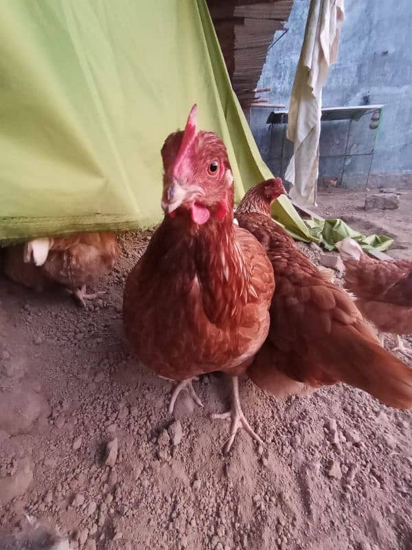 Golden misri/ lohman brown hens for sale 5