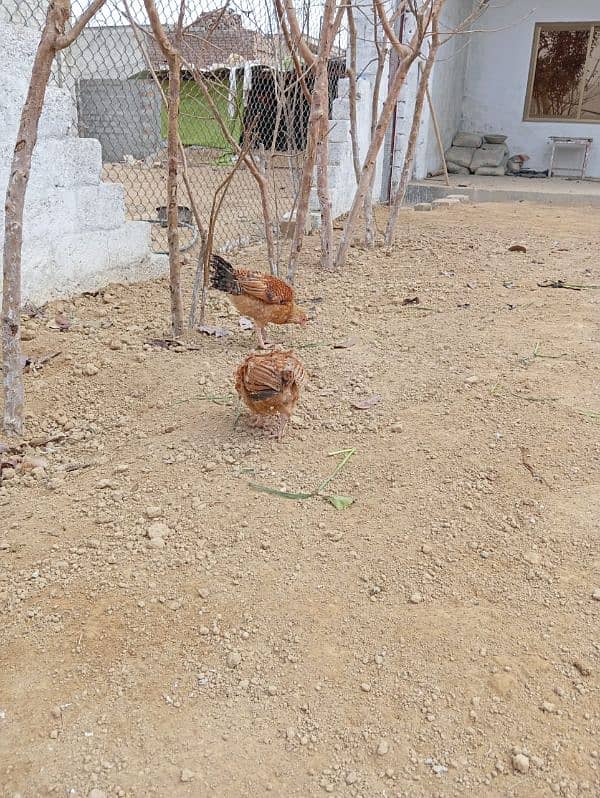 Golden misri/ lohman brown hens for sale 6