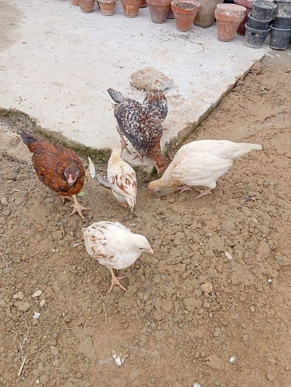 Golden misri/ lohman brown hens for sale 7