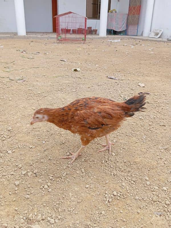 Golden misri/ lohman brown hens for sale 9