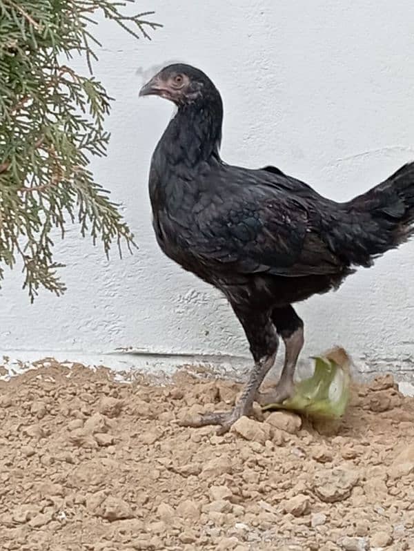 Golden misri/ lohman brown hens for sale 10