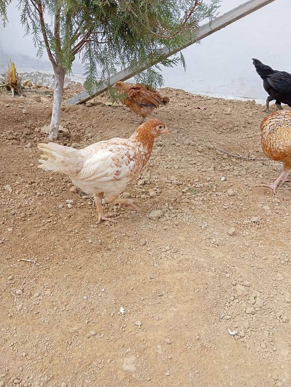 Golden misri/ lohman brown hens for sale 12