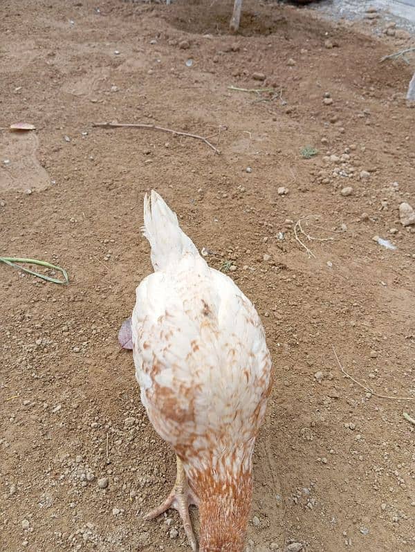 Golden misri/ lohman brown hens for sale 14