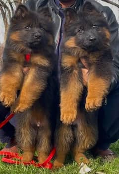 German Shepherd Pair | German Shepherd Long Coat Puppies