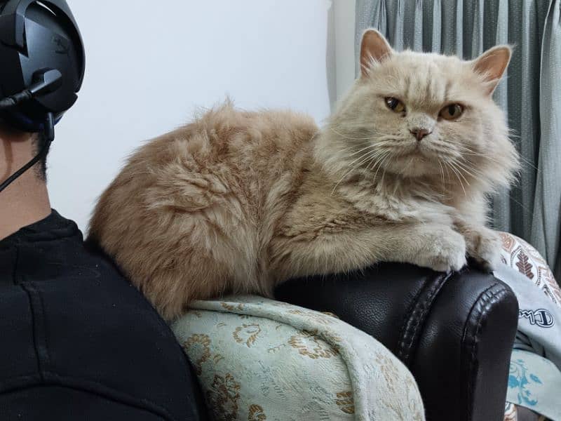 Persian Cat for adoption (Lilly) 2