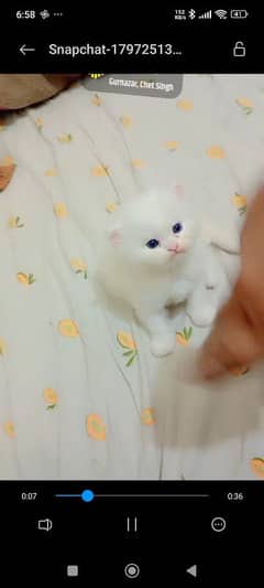 kitten