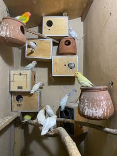 lovebird colony