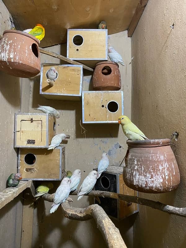 lovebird colony 1