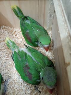 parrot for sale 03086272747 hand tamed parrot chicks