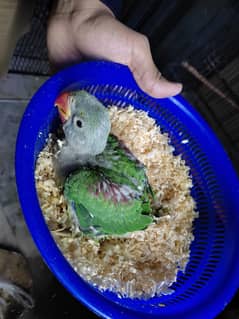 parrot for sale 03086272747 hand tamed parrot chicks