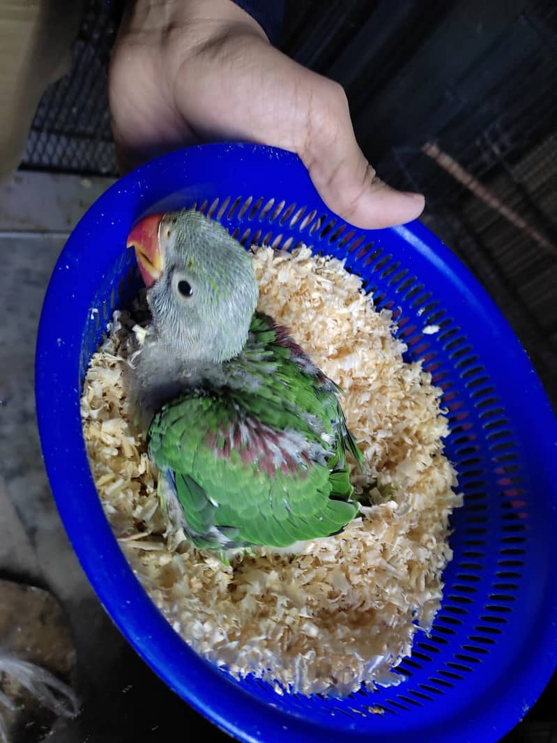 parrot for sale 03086272747 hand tamed parrot chicks 0