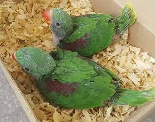 parrot for sale 03086272747 hand tamed parrot chicks 1