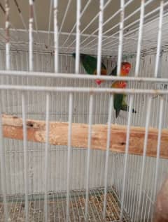 Fisher Love Bird Breeder Piar with 2 kids.