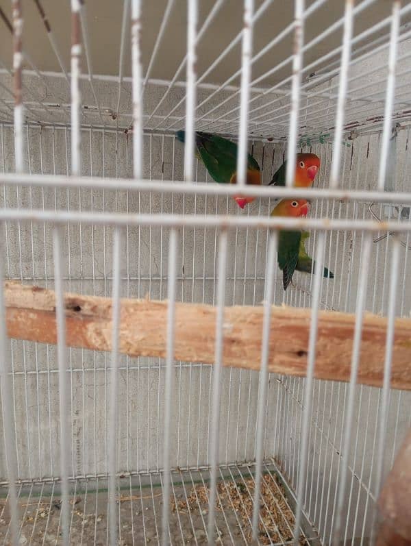 Fisher Love Bird Breeder Piar with 2 kids. 0