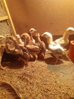 King O Shamo chiks available