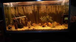 Big size Aquarium with 14 Fishes