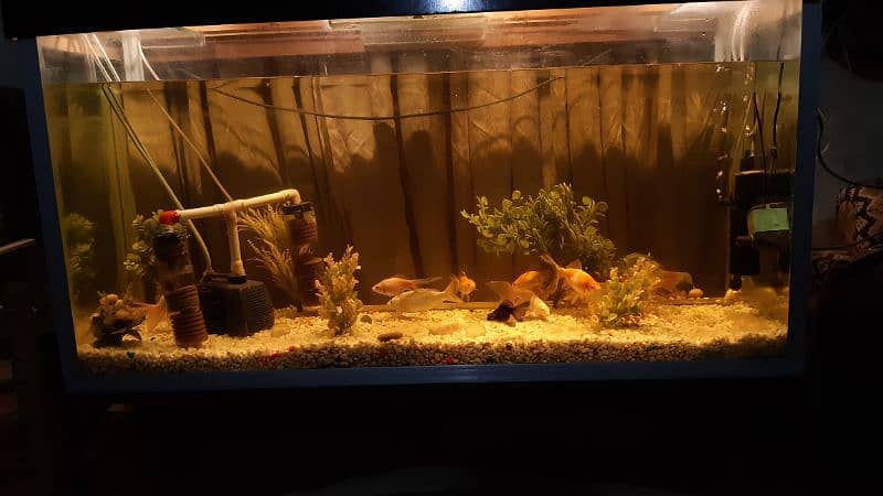 Big size Aquarium with 14 Fishes 0