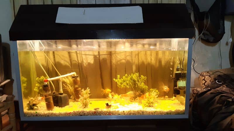 Big size Aquarium with 14 Fishes 1