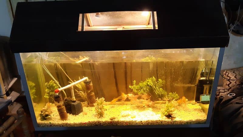 Big size Aquarium with 14 Fishes 11