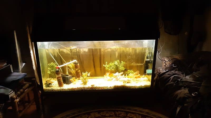 Big size Aquarium with 14 Fishes 14