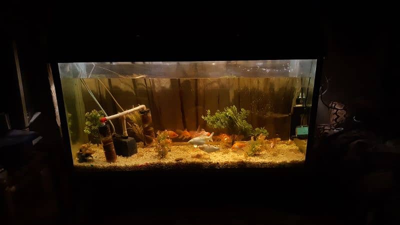 Big size Aquarium with 14 Fishes 15