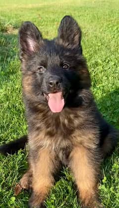 German shepherd puppies 03361777030