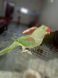 raw parrot