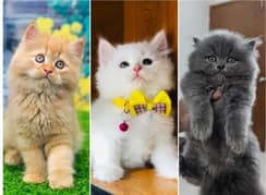 Persian kittens 03361777030