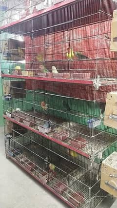 LOVE BIRDS Breeder and bonded pairs