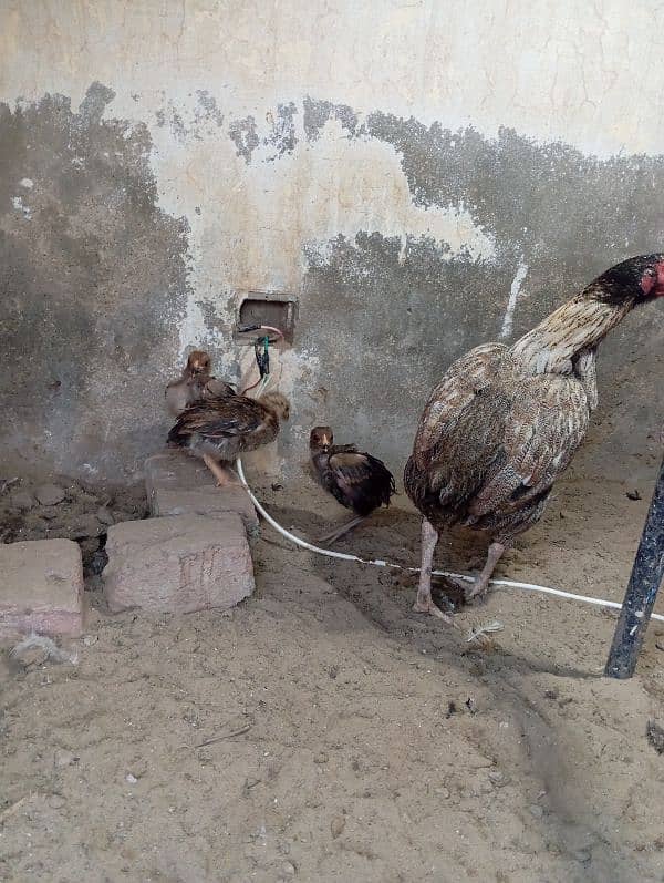 Aseel hen with chiks 3