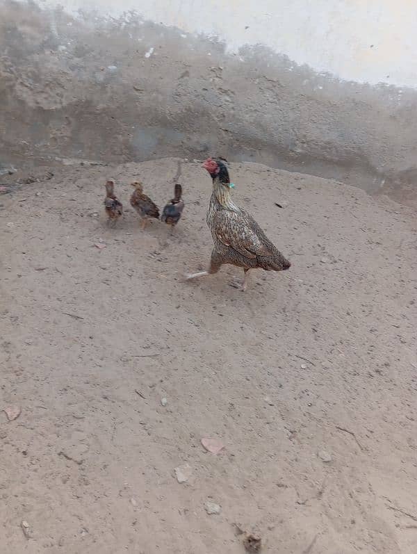 Aseel hen with chiks 5