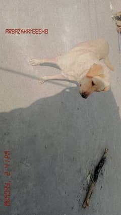 Labrador Female