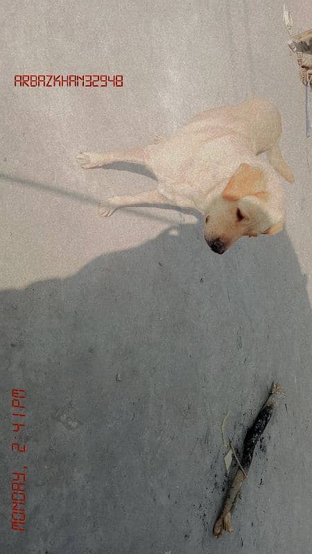 Labrador Female 0