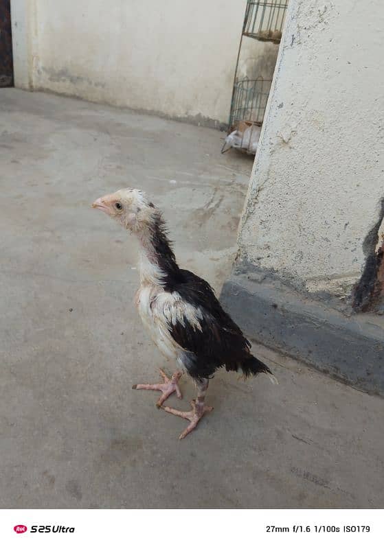 O Shamo Male Pullet 0