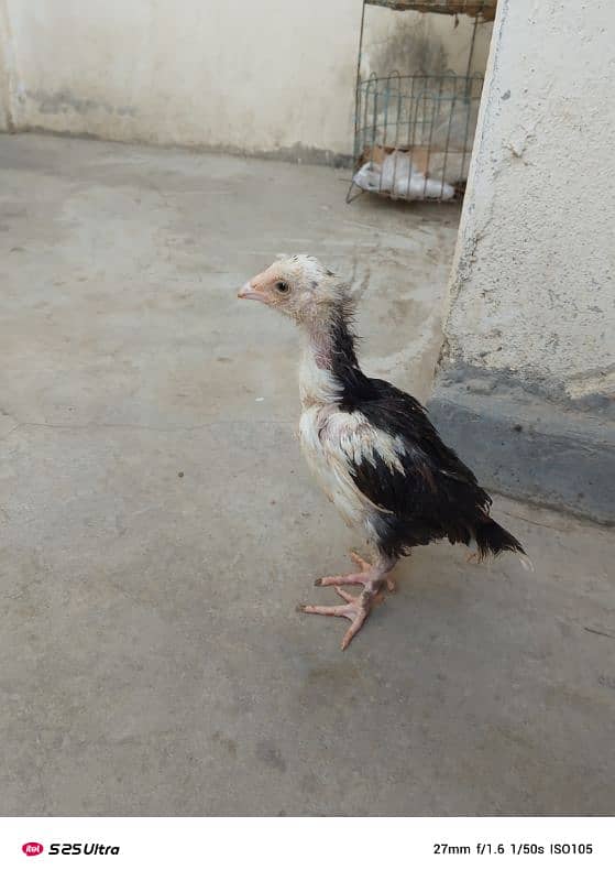 O Shamo Male Pullet 1