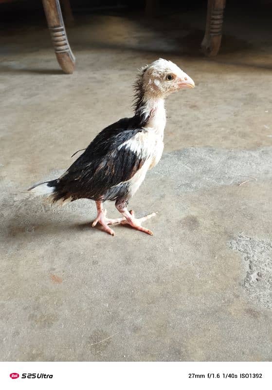 O Shamo Male Pullet 4