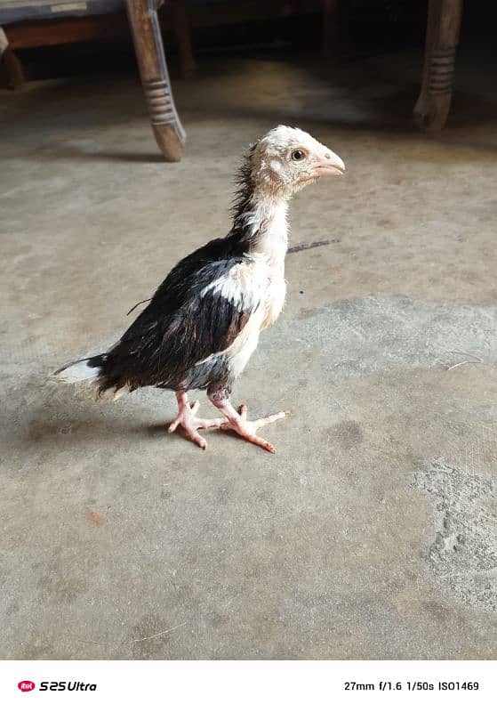 O Shamo Male Pullet 5