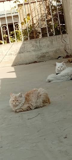 persian cats male breed double coat