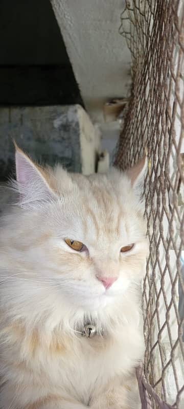 persian cats male breed double coat 1