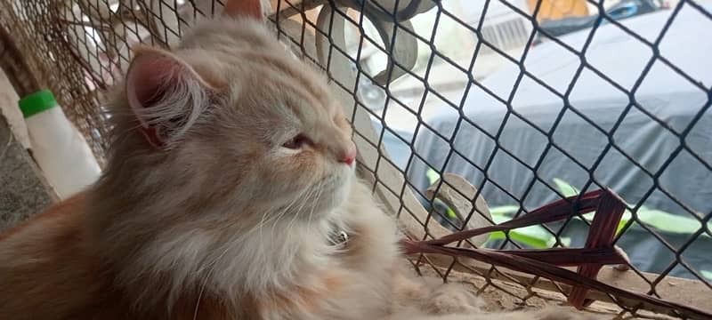 persian cats male breed double coat 3