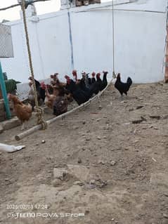 Eggs laying hens for sale