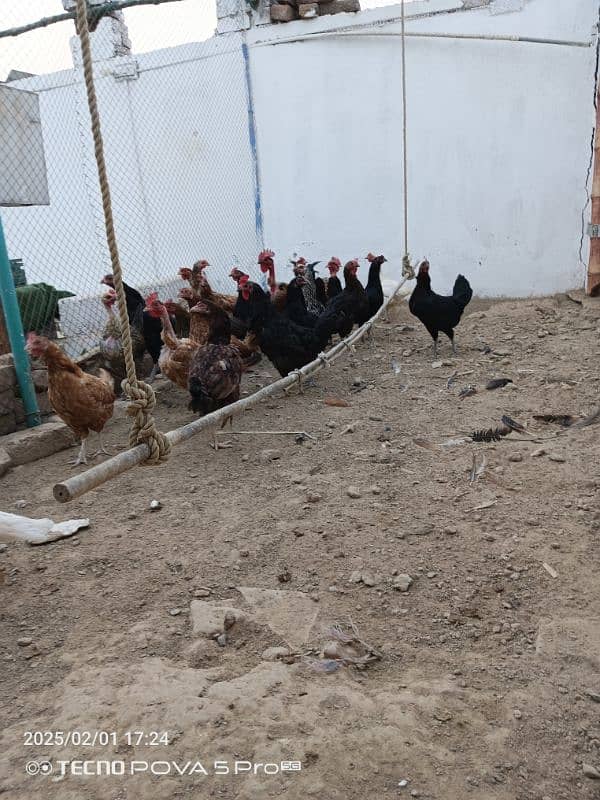 Eggs laying hens for sale 0