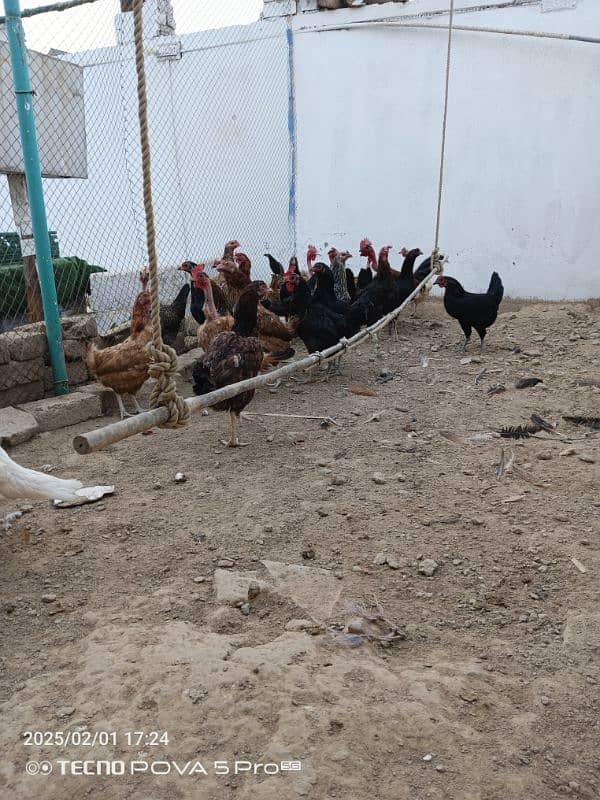 Eggs laying hens for sale 1