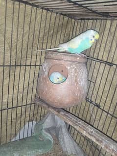 Rainbow baji parrot