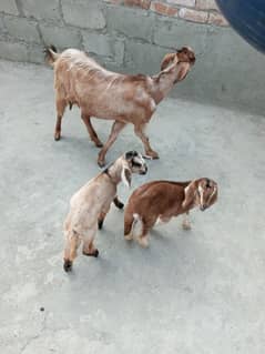 Bakra for sale & Goat with two male kids