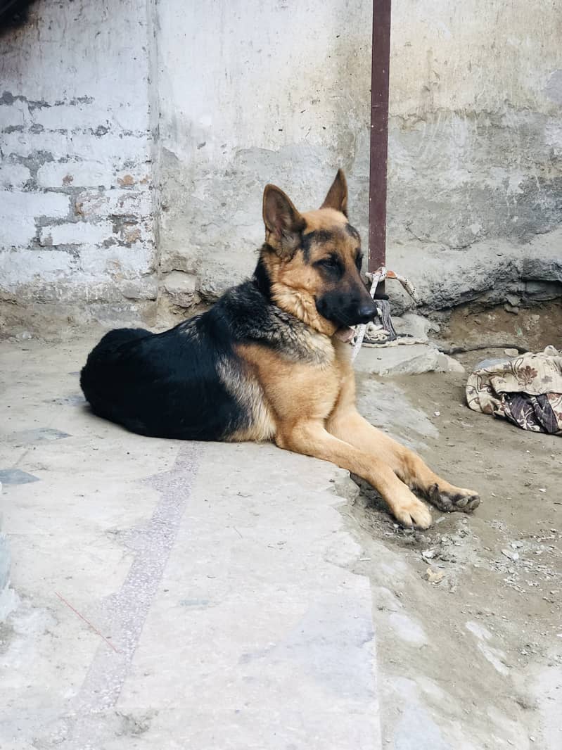 German Shepherd 8 Months Bended pure breed Stock coat dog . Vaccinated. 2