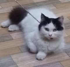 Persian cat for sale