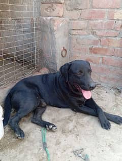 Labrador Black Color