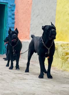 cane corso mated pair 03234696626