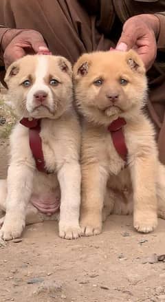 agwani Halla bhai dog pair for sale 2 month